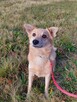 Kochany przyjaciel domu Płowy do adopcji 3letni 14kg - 15