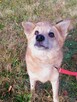 Kochany przyjaciel domu Płowy do adopcji 3letni 14kg - 7