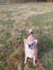 Cudowny mały piesek Gruby do adopcji 3letni 14kg - 10