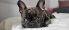 Buldog Francuski - 6