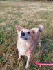 Kochany przyjaciel domu Płowy do adopcji 3letni 14kg - 10