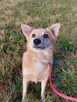 Kochany przyjaciel domu Płowy do adopcji 3letni 14kg - 14