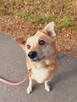 Kochany przyjaciel domu Płowy do adopcji 3letni 14kg - 1