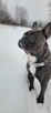 Buldog Francuski - 5