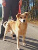 Do adopcji, szuka domu kierownik vel Prezes schro 3letni - 6