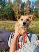 Cudowny mały piesek Gruby do adopcji 3letni 14kg - 2