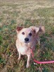 Do adopcji, szuka domu kierownik vel Prezes schro 3letni - 11