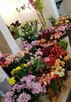 Dobrze prosperującą kwiaciarnię w Malborku odstąpię - 7