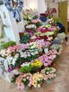 Dobrze prosperującą kwiaciarnię w Malborku odstąpię - 3