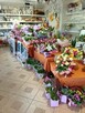 Dobrze prosperującą kwiaciarnię w Malborku odstąpię - 2
