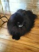 Zaginął pies rasy pomeranian - 3
