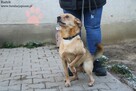 Rudzik szuka domu - 4