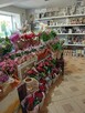 Dobrze prosperującą kwiaciarnię w Malborku odstąpię - 4
