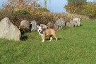Amstaff piękny pies - 1
