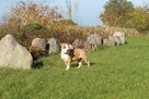 Amstaff piękny pies - 5