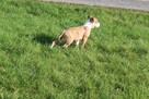 Amstaff piękny pies - 4