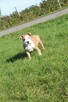 Amstaff piękny pies - 2