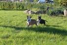 Amstaff piękny pies - 6