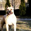 Amstaff piękny pies - 8