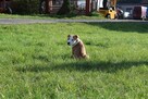 Amstaff piękny pies - 3