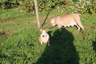 Amstaff piękny pies - 7
