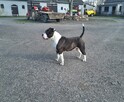 Amstaff piękny pies - 9