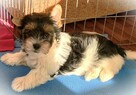 Biewer Yorkshire Terrier ZKwP/ FCI szczeniaki po Championach - 3