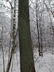 Sprzedam las dębowy - 4
