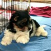 Biewer Yorkshire Terrier ZKwP/ FCI szczeniaki po Championach - 2