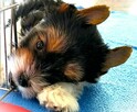 Biewer Yorkshire Terrier ZKwP/ FCI szczeniaki po Championach - 4