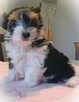 Biewer Yorkshire Terrier ZKwP/ FCI szczeniaki po Championach - 6