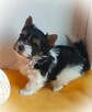 Biewer Yorkshire Terrier ZKwP/ FCI szczeniaki po Championach - 12