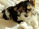 Biewer Yorkshire Terrier ZKwP/ FCI szczeniaki po Championach - 8