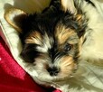 Biewer Yorkshire Terrier ZKwP/ FCI szczeniaki po Championach - 9