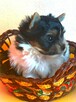 Biewer Yorkshire Terrier ZKwP/ FCI szczeniaki po Championach - 11
