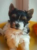 Biewer Yorkshire Terrier ZKwP/ FCI szczeniaki po Championach - 10