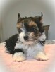 Biewer Yorkshire Terrier ZKwP/ FCI szczeniaki po Championach - 5