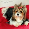 Biewer Yorkshire Terrier ZKwP/ FCI szczeniaki po Championach - 13