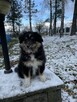 Owczarek szetlandzki, sheltie, shetland sheepdog - 7