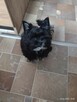 Black Yorkshire terrier miniaturka - 1