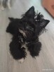 Black Yorkshire terrier miniaturka - 2