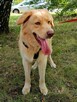 Rubin szuka domu, pies, w typie goldena - 6