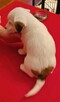 Jack Russell Terrier gładkowłose Wa-wa Herbu Harpagan - 4