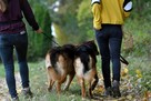 Gaja i Graf szukają domu, suczka, pies - 2