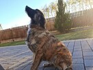 Oddam w dobre ręce suczkę mieszaniec Labrador - 3