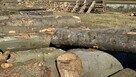 Grube drewno KŁODA BUKOWA (wdp) TANIO - 11