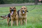 Gaja i Graf szukają domu, suczka, pies - 4