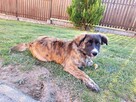 Oddam w dobre ręce suczkę mieszaniec Labrador - 2