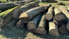 Grube drewno KŁODA BUKOWA (wdp) TANIO - 2