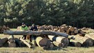Grube drewno KŁODA BUKOWA (wdp) TANIO - 3